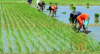 ১২.৫ বিঘা ধানি জমি বিক্রি হবে ।